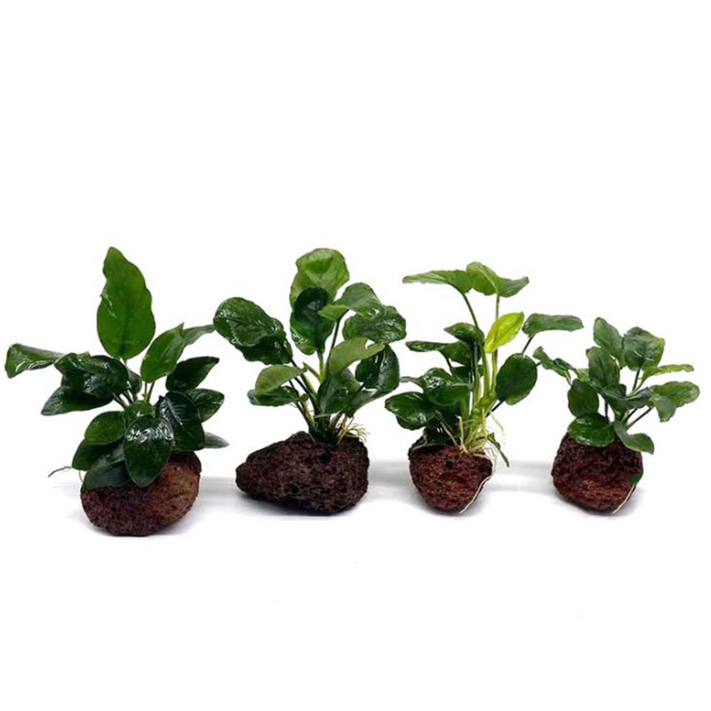 Volcanic Aquarium Decoration F - Aquarium Plant Rings ulasan dan harga