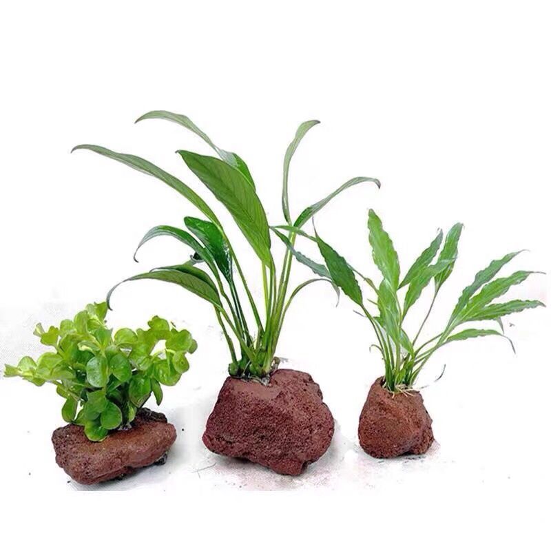 Open Hole Rock Fish Shrimp She - Planted Aquarium With Rocks ulasan dan harga