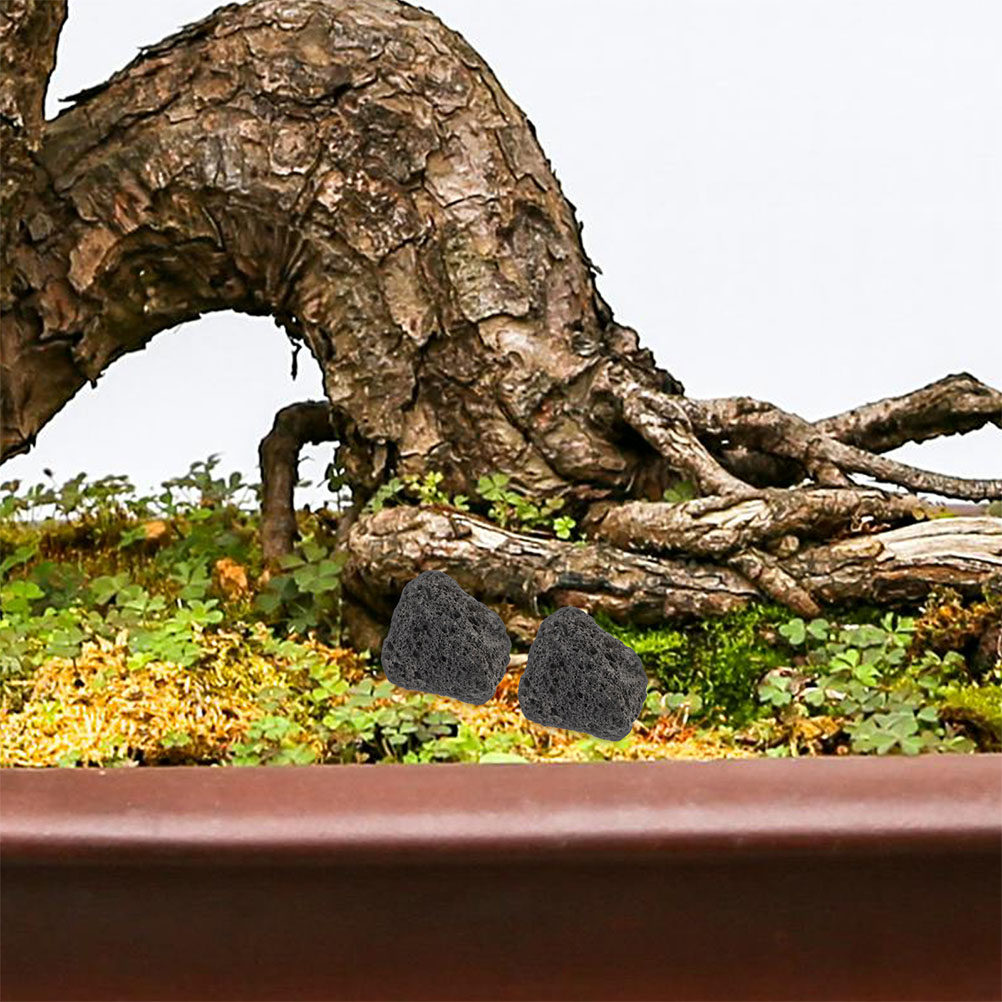 Fish Tank Volcanic Rocks Natur - Planted Aquarium With Rocks ulasan dan harga