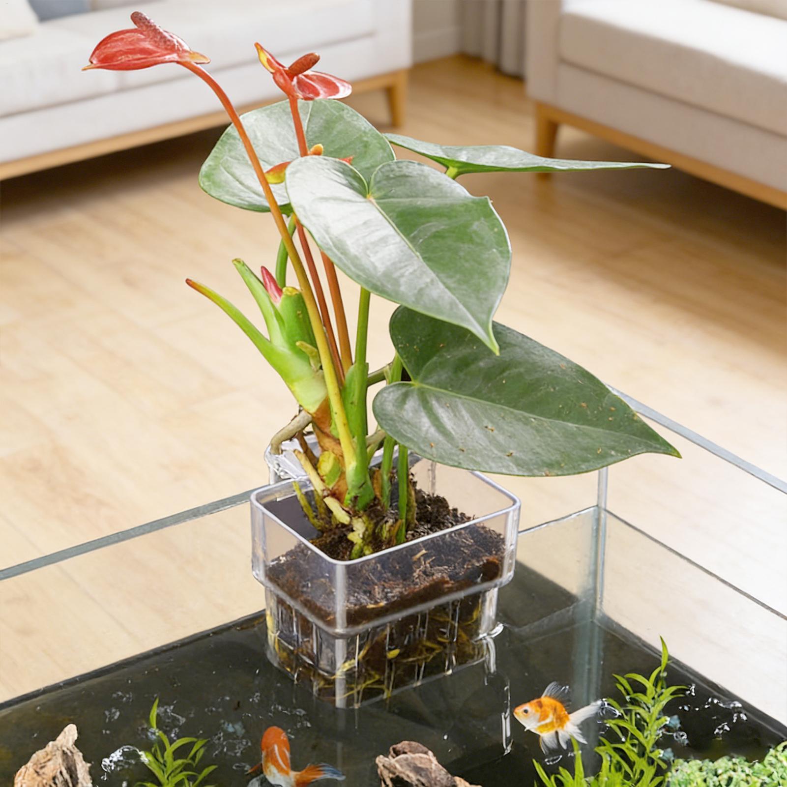 Transparent Hangable Aquarium  - Aquarium Plant Rings ulasan dan harga