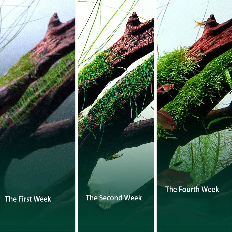 Biodegradable Aquarium Moss Th - Planted Aquarium With Rocks ulasan dan harga